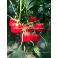 SP26 Meimei F1 hybrid mid maturity red sweet pepper seeds bell pepper seeds